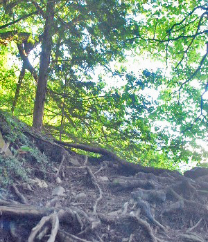 ph3
