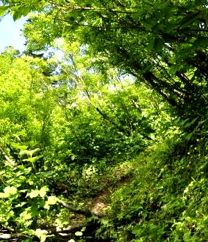 天狗原山13