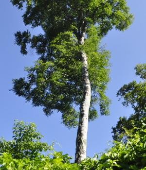 天狗原山4