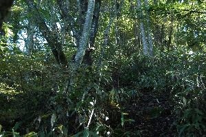 ph11