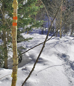 瑪瑙山8