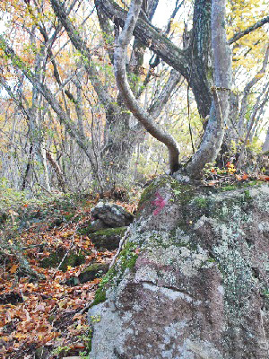 滝ノ沢山11