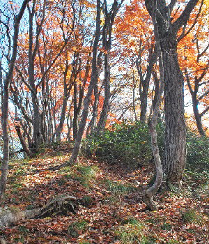滝ノ沢山14
