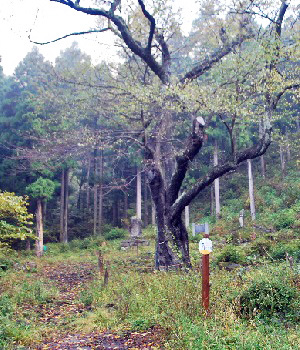 滝ノ沢山2