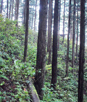 滝ノ沢山3
