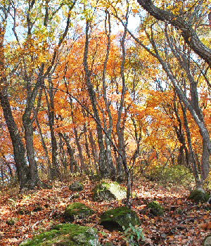 滝ノ沢山9