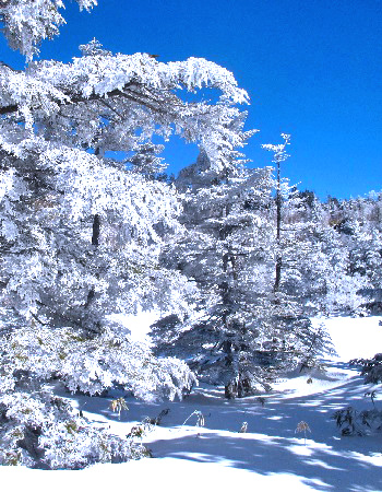白水沢ノ頭8