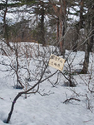 観音平山12