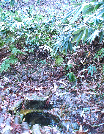 鮫ヶ尾城山1