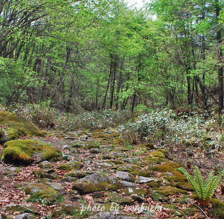 和田峠山5