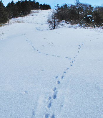 和田峠山13