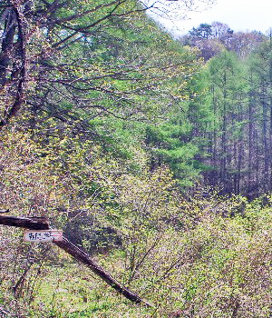 霧隠岩8