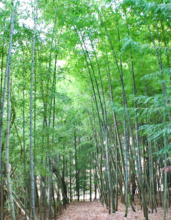 子檀嶺岳2