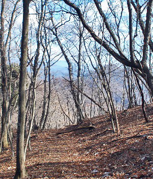 東矢ヶ崎山13