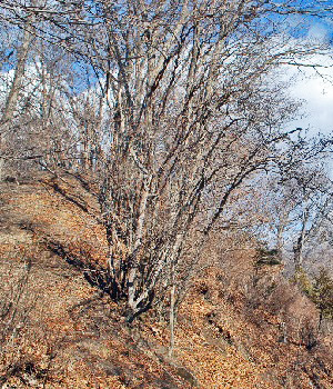 東矢ヶ崎山14