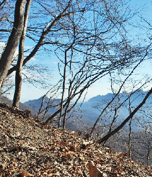 東矢ヶ崎山17