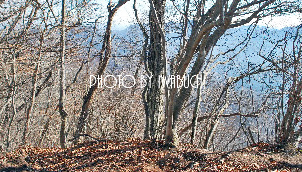 東矢ヶ崎山21