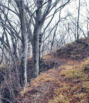 東矢ヶ崎山6