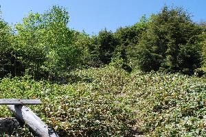 湯ノ丸山10
