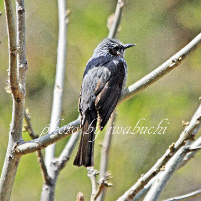 ヒヨドリ ヒヨドリ科 長野県の野山で見られる野鳥