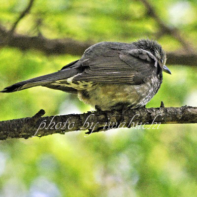 ヒヨドリ ヒヨドリ科 長野県の野山で見られる野鳥