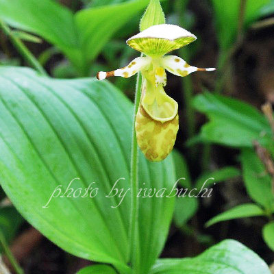 野生蘭 和ラン 希少植物 信州の山の自然観察