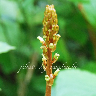 野生蘭 和ラン 希少植物 信州の山の自然観察