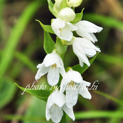 野生蘭 和ラン 希少植物 信州の山の自然観察